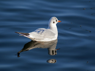 mewa © Henryk Olszewski