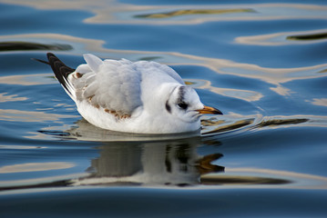 mewa © Henryk Olszewski