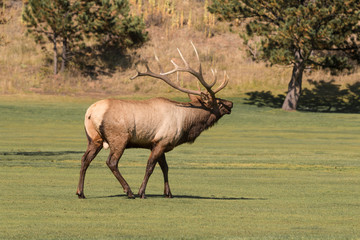 Bull Elk Bugling