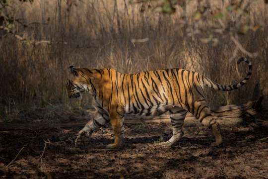 Bengal tiger/tiger