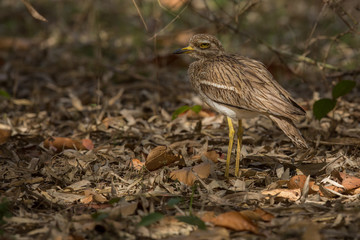 Bird/bird