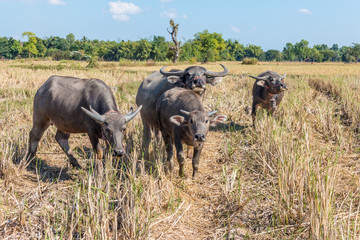Buffalo in thailand