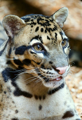 Spotty leopard closeup.