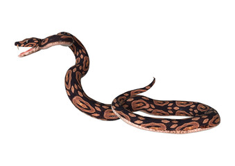 Ball Python on White