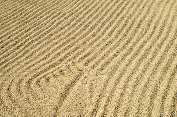 rice seeds