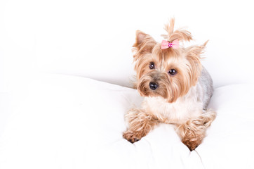 Yorkshire terrier mom, isolated on white.