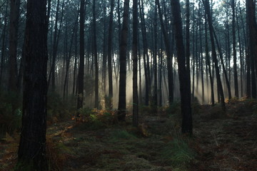 rayons de soleil au petit matin dans foret landaise