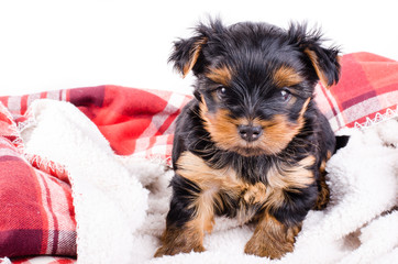 Portrait of  yorkshire terrier puppy, 2 months old, isolated on white.