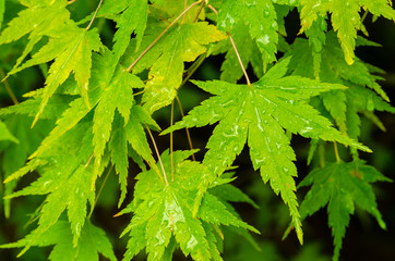 Japanese green maple leaves with drops of water