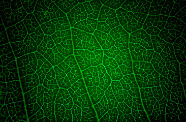 Green leaf macro texture background.