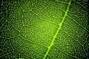 Green leaf macro texture background.