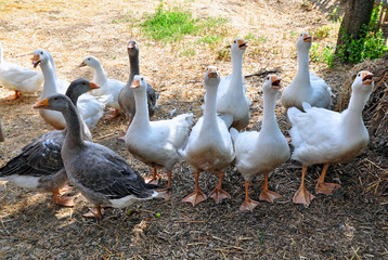 goose gooses on farm