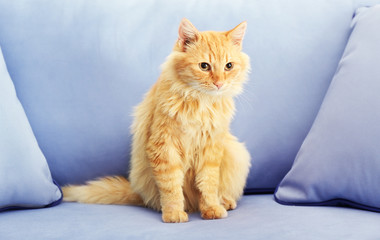 Beautiful red cat sitting on grey sofa