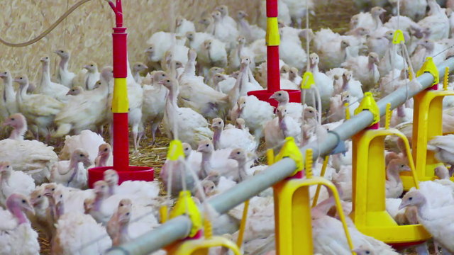Many turkeys birds in the hangar of a large farm, 4K Video clip