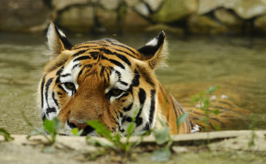 Fototapeta premium Single adult tiger in the nature