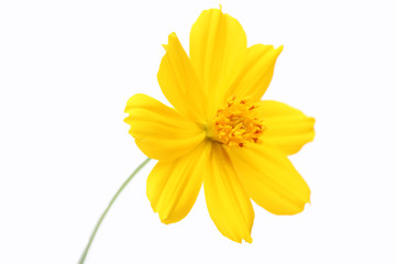 yellow cosmos isolated on white background