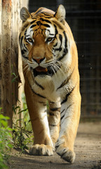 Single adult tiger in the nature