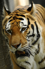 Fototapeta na wymiar Single adult tiger in the nature