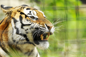 Single adult tiger in the nature