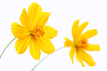 yellow cosmos flower isolated on white background