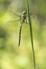 Große Königslibelle