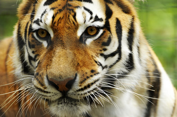 Single adult tiger in the nature