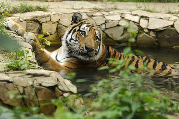 Fototapeta na wymiar Adult single tiger in the nature