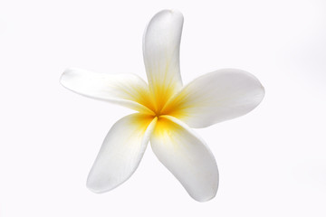 frangiapani flower isolated on white background