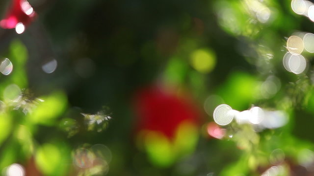 mandevilla plant with red flowers soft focus