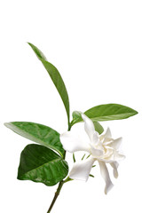 Cape Gardenia flower isolated on white background.