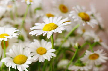 Fototapeta na wymiar ornamental flowers big white camomile closeup, local soft focus, shallow DOF 