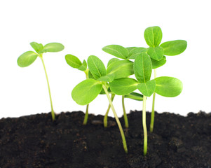 sunflower sprouts in ground on white isolated, local focus, shallow DOF