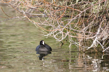American Coot Resting on the Still Water