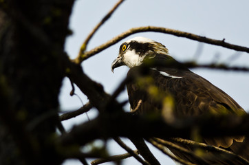 Osprey Perched High in the Tree