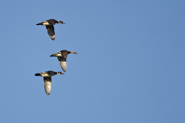 Obraz premium Three Wood Ducks Flying In a Blue Sky