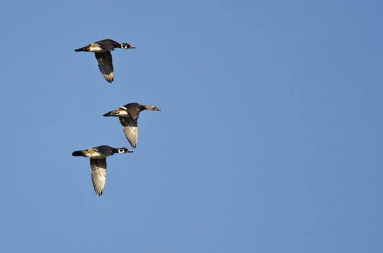 Three Wood Ducks Flying In a Blue Sky