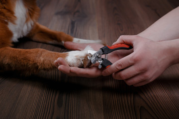 Trimming claws. Manicure and pedicure grooming