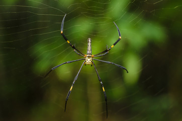 The golden web spider climbing on web on green background