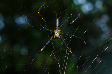 The golden web spider climbing on web on green background