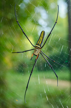 The golden web spider climbing on web on green background