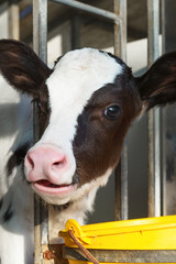 young cow in a stable © guerrieroale