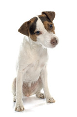 jack russel terrier