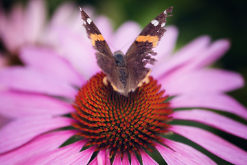 Tattered butterfly