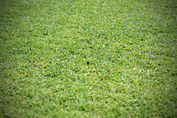 Beautiful green grass texture