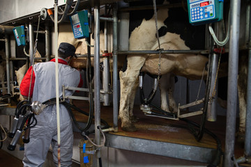 cow and farmer during milking process