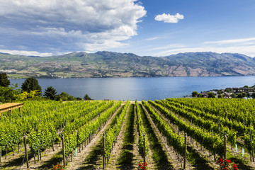 Summer Winery View