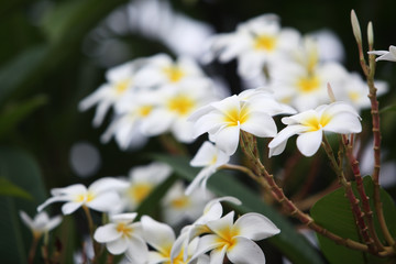 Fototapeta na wymiar frangiapani flower