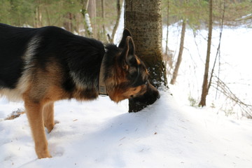 Собака овчарка в зимнем лесу со снегом