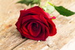 red roses closeup