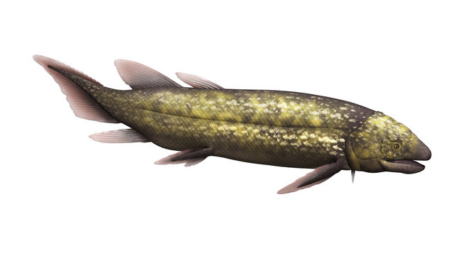 Dipterus - Prehistoric Fish